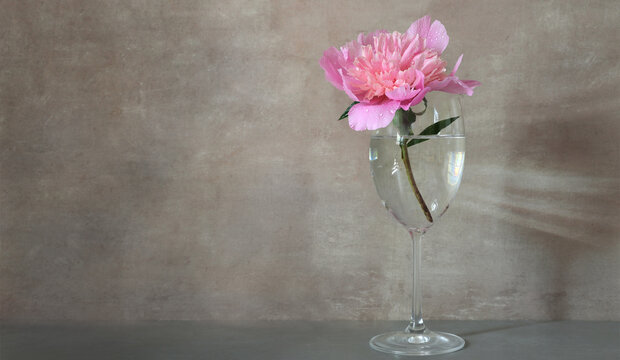 Pink peony flower in  glass on gray background with copy space. Minimalist flower composition.