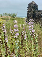 pink foxglove in blooming meadow near stone wall  © melody