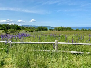 Fototapeta na wymiar purple lupines blooming along a fence in meadow near sea