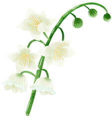 lilies of the valley branch bud Hand Drawn Watercolor illustration of spring flowers
botanical drawing postcards, invitations to weddings, birthdays, spring and summer
