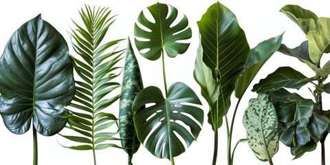 set of exotic big leaf green interior home plant for decoration and different foliage leaves and petals closeups cotout isolated on white png background, Generative AI