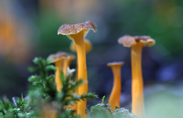 Yellow Foot, Craterellus lutescens, also known as Cantharellus lutescens, commonly known as Golden Chanterelle, wild mushroom from Finland