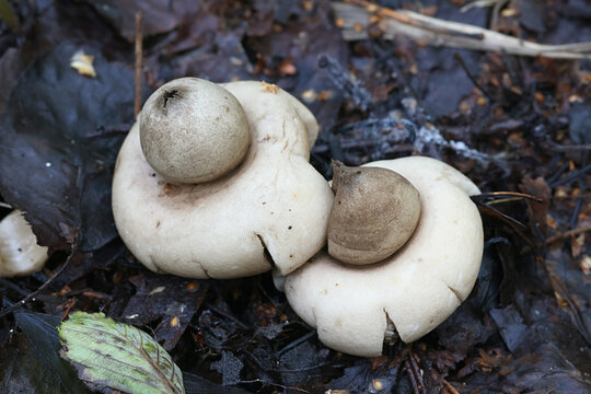 Sessile earthstar, Geastrum fimbriatum, also known as fringed earthstar, wild mushroom from Finland