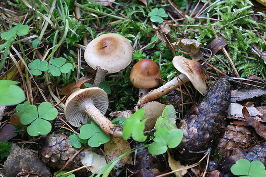 Hygrophorus discoideus, a waxy cap mushroom from Finland, no common English name
