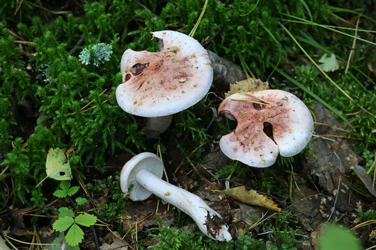 Blotched woodwax, Hygrophorus erubescens, also known as pink waxcap, wild mushrooms from Finland