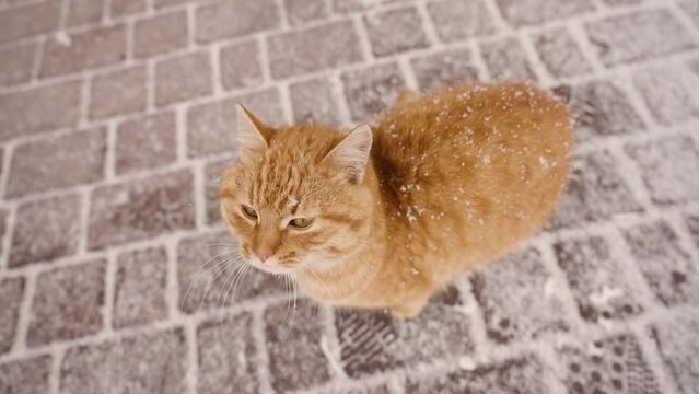 A ginger cat with a curious gaze, dusted with snowflakes, stands on a cobblestone path in winter, portraying a warm subject in a cold setting.