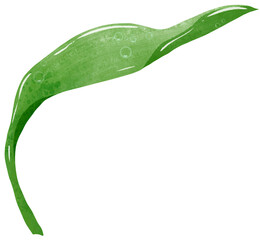 green leave with drop of water Hand Drawn Watercolor illustration of spring flowers
botanical drawing postcards, invitations to weddings, birthdays, spring and summer
