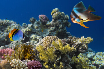 Beautiful tropical coral reef with shoal or red coral fish, Red Sea - 722939940