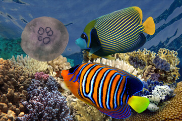 Beautiful tropical coral reef with shoal or red coral fish, Red Sea