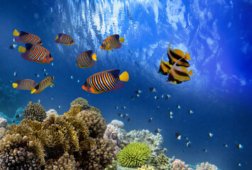 Fototapeta na wymiar Beautiful tropical coral reef with shoal or red coral fish, Red Sea