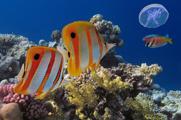 Beautiful tropical coral reef with shoal or red coral fish, Red Sea - 722939974