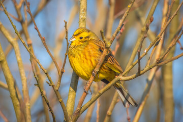 A male yellowhammer perches on the leafless branch  and rests on a sunny winter day.