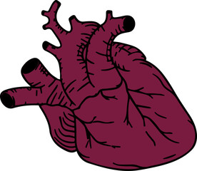 心臓（heart）(PNG)