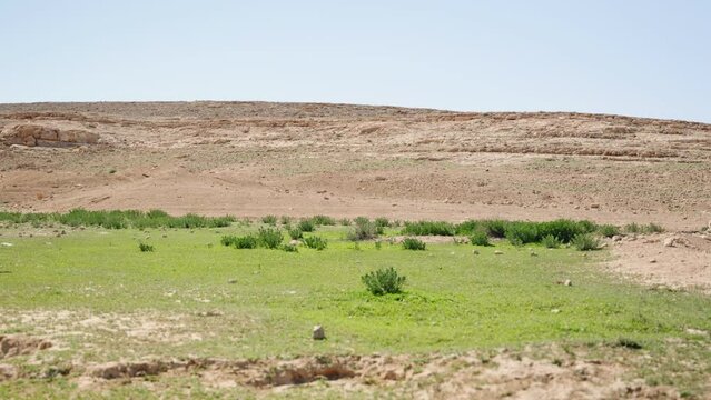 Green grass growing in sunny and dry conditions in desert hot day during spring. Desert plants growing in spite of warm and dry rugged conditions in Israeli desert in the Negev region. Wide shot