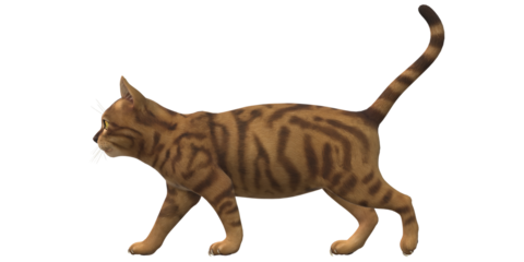 Cat isolated on a Transparent Background