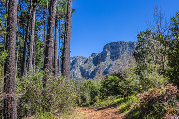 View of a hiking path on Table Mountain surrounded by green pine trees, Cape Town, South Africa