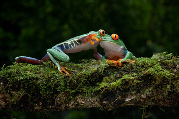 A pair of Red-eyed Tree Frogs (Agalychnis callidryas) on mossy wood.