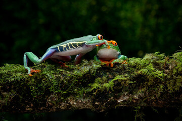 Red-eyed Tree Frog (Agalychnis callidryas) on mossy wood.