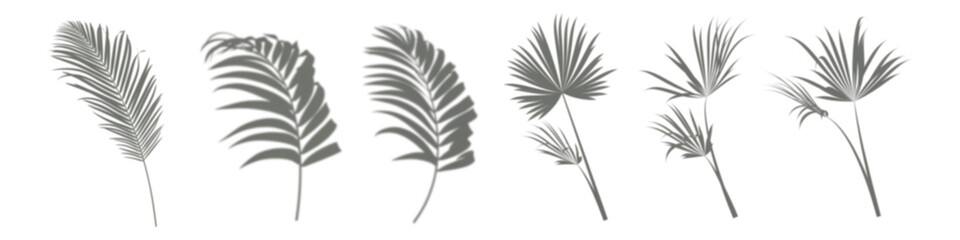 Fototapeta premium Shadow nature tree branches and leaves movement on white