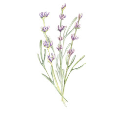 Fototapeta na wymiar flowers Lavender bouquet