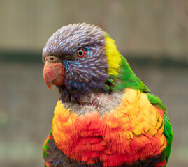 baby red and yellow parrot
