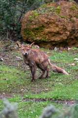 Beautiful vertical portrait of a young red fox standing still on the grass with trees around it looking at the camera and its bruised back in the Sierra Morena, Andalusia, Spain, Europe