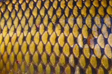 Scales on carp fish as abstract background.Fishing adventures, carp fishing.Gold background - fish scales.Texture.Whole background closeup © bukhta79