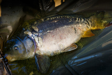 Carpfishing session at the Lake.Carp Angling.Live carp in a swing caught by sunrise.Big common carp on the unhooking mat.Fishing adventures.Fish trophy