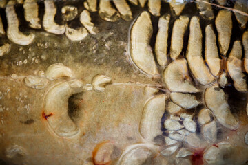 Scales on carp fish as abstract background.Fishing adventures, carp fishing.Gold background - fish scales.Texture.Whole background closeup