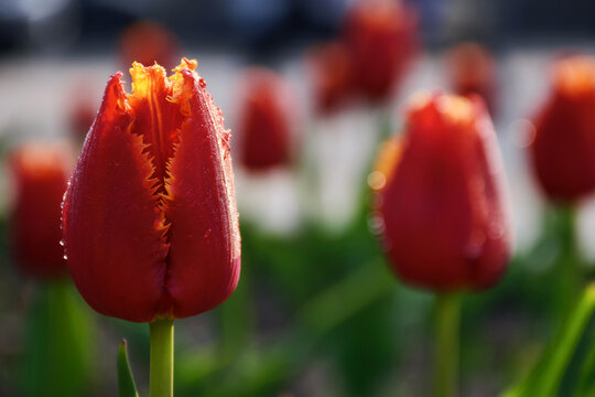 red tulip flowers in full bloom. beautiful garden background on a sunny day