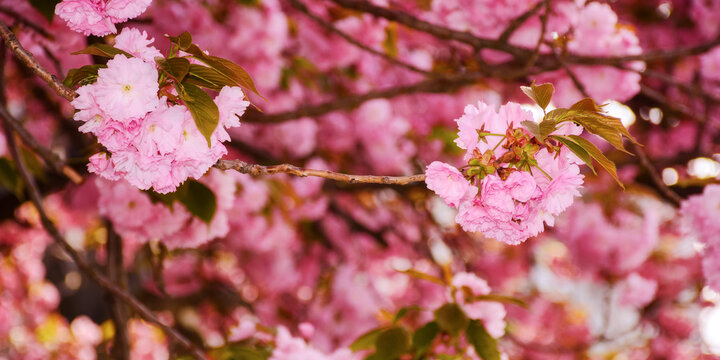 lush sakura branches in full blossom. warm april weather. pink floral background