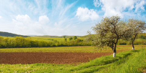 panorama of a transylvania countryside scenery with arable and apple trees in blossom. mountainous...