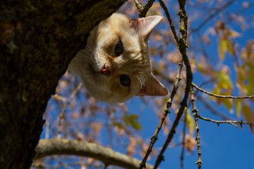 Gato subido a un árbol mirando a cámara
