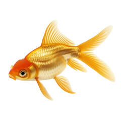 Goldfish isolated on white or transparent background