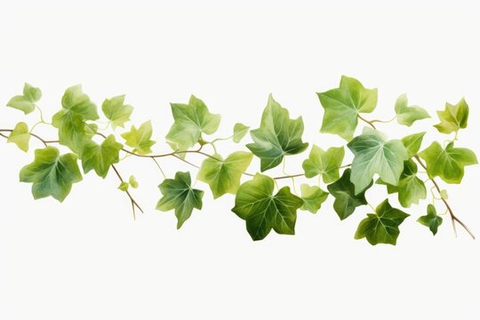 A branch of ivy with green leaves on a white background. Suitable for various design projects