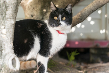 猫