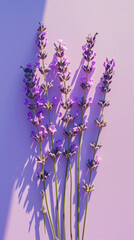 Fresh bunches of lavender against violet pastel background with shadows. Minimalist aesthetic composition. Generative AI