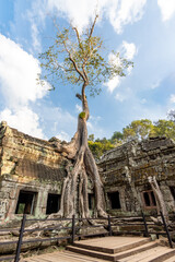 Tree with giant roots gains territory and covers the Ta Prohm temple in Angkor Wat