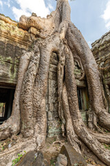 Naklejka premium Giant tree roots cover the Ta Prohm temple at Angkor Wat and claim their place in nature
