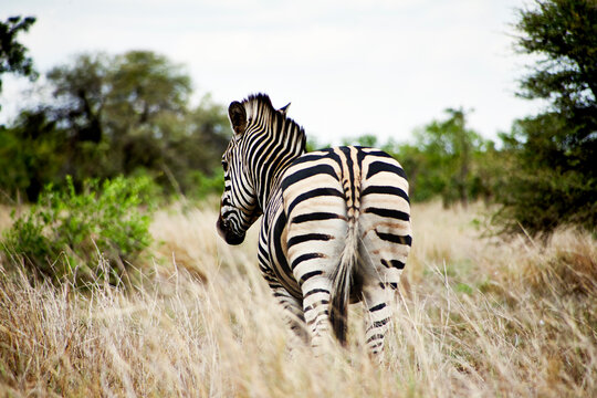 Reise durch Afrika. Tiere in ihrer natürlichen wilden Umgebung.
