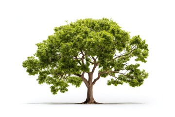 Obraz premium A tree with green leaves against a white background. Suitable for various uses