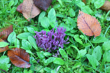 Violet coral, Clavaria zollingeri, also called Clavaria lavandula, commonly known also as magenta coral, wild fungus from Finland
