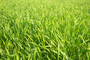 Fototapeta na wymiar Green wheat grass in the field, close-up. Nature background.