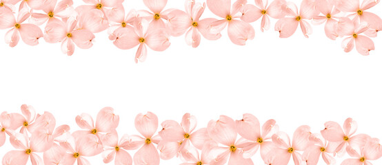 Beautiful dogwood flowers peach color isolated on a white background. Festive floral background....