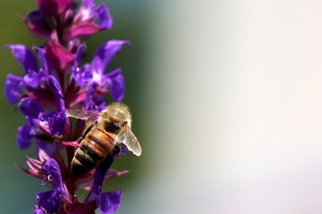Honigbiene sitzt auf einer lila violett gefärbten Blume und sammelt Nektar, Biene und Naturschutz für den Erhalt der Artenvielfalt, Close up und makro Aufnahme