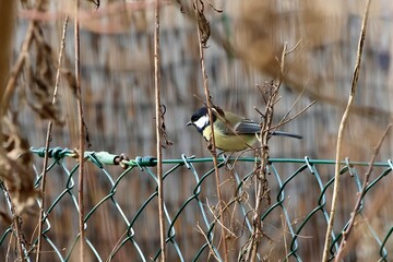 Kohlmeise sitz auf einem Gartenzaun, im Frühjahr wird die Meise auf dem Zaun wie auch andere Vögel und Singvögel flügge, im Garten sammeln sie Material für das Nest 