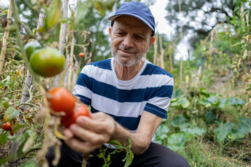 Senior retired man smiling looking at his tomatoes with admiration enjoying his retirement