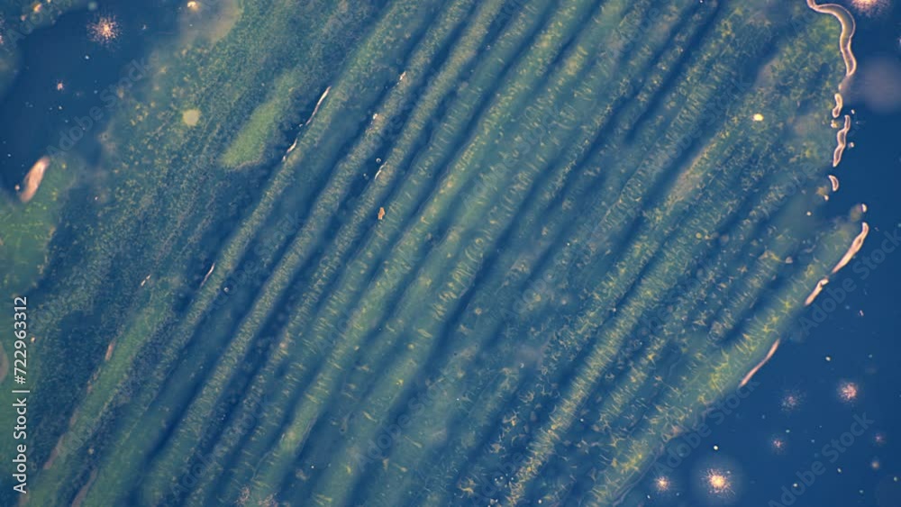 Canvas Prints time-lapse of the growth of microorganisms and bacteria in a petri dish during medical tests for pat