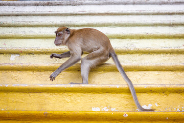Japanese macaque, a long-tailed primate, sits on a rock in its natural habitat, showcasing the charming bond between a mother and her baby in the wild