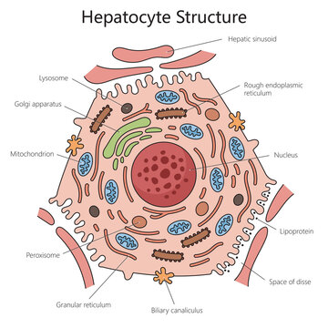 Human hepatocyte liver cell structure diagram hand drawn schematic raster illustration. Medical science educational illustration